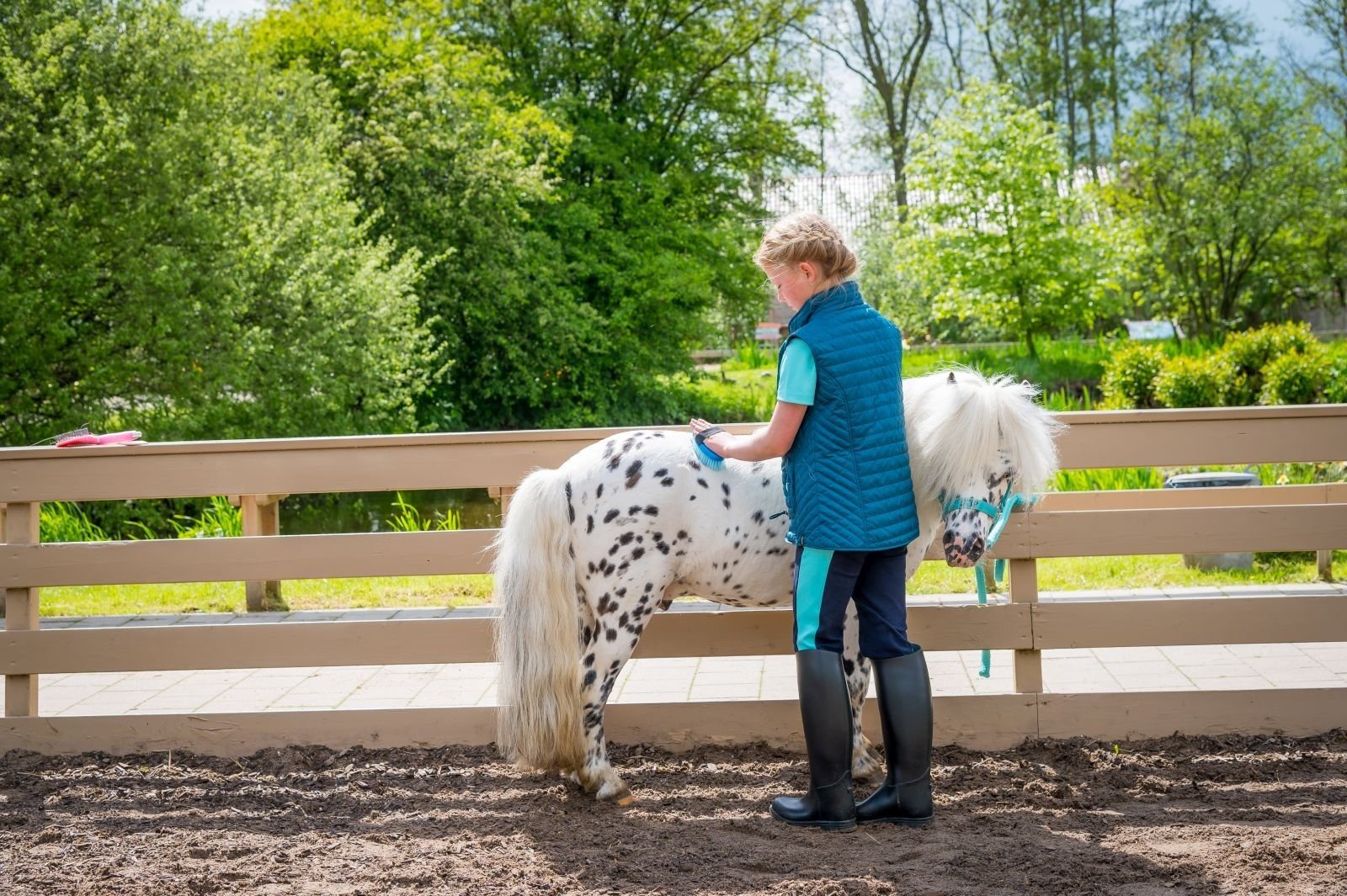 stip de pony verzorgen