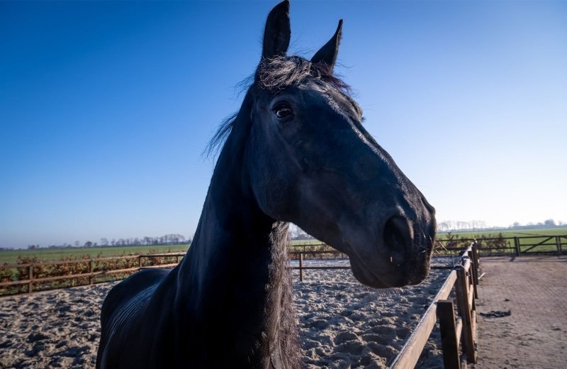 Paard helma stoeterij molenwaard