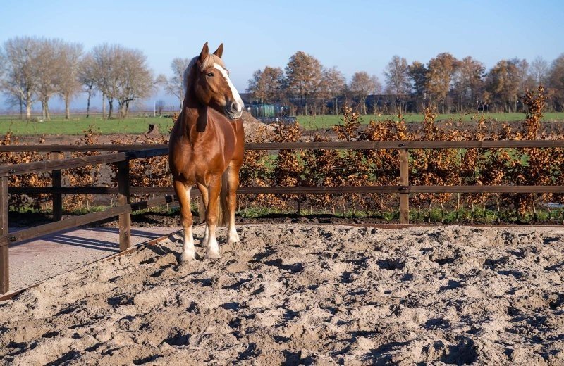 Paard xena stoeterij molenwaard